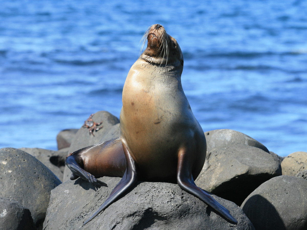 Zeeleeuw in Galapagos, Ecuador - Undiscovered.nl