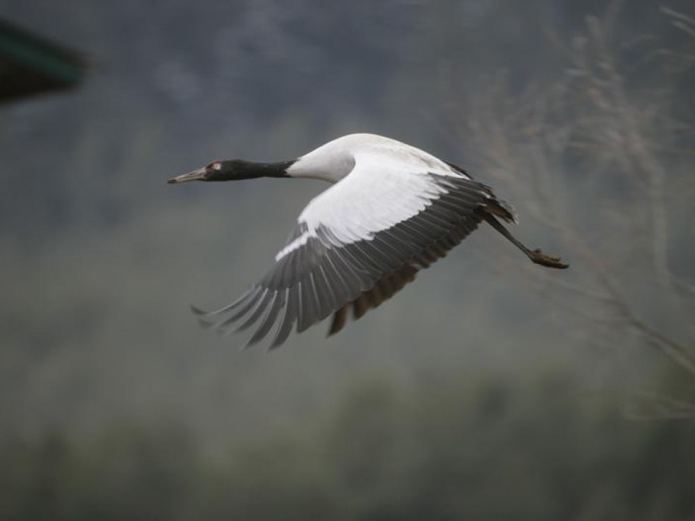 Birdlife, Bhutan - Undiscovered.nl