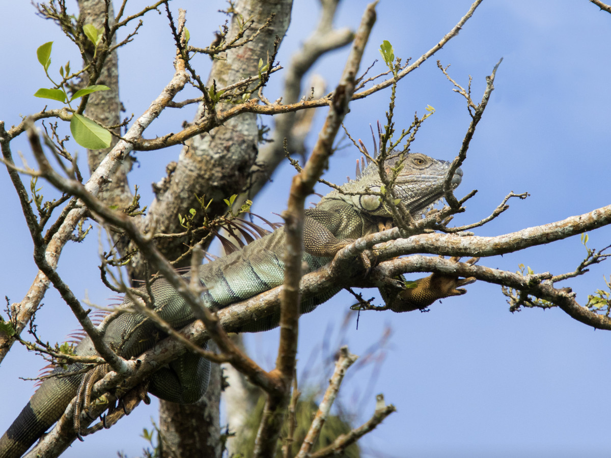 Leguaan in boom, Nicaragua - Undiscovered.nl