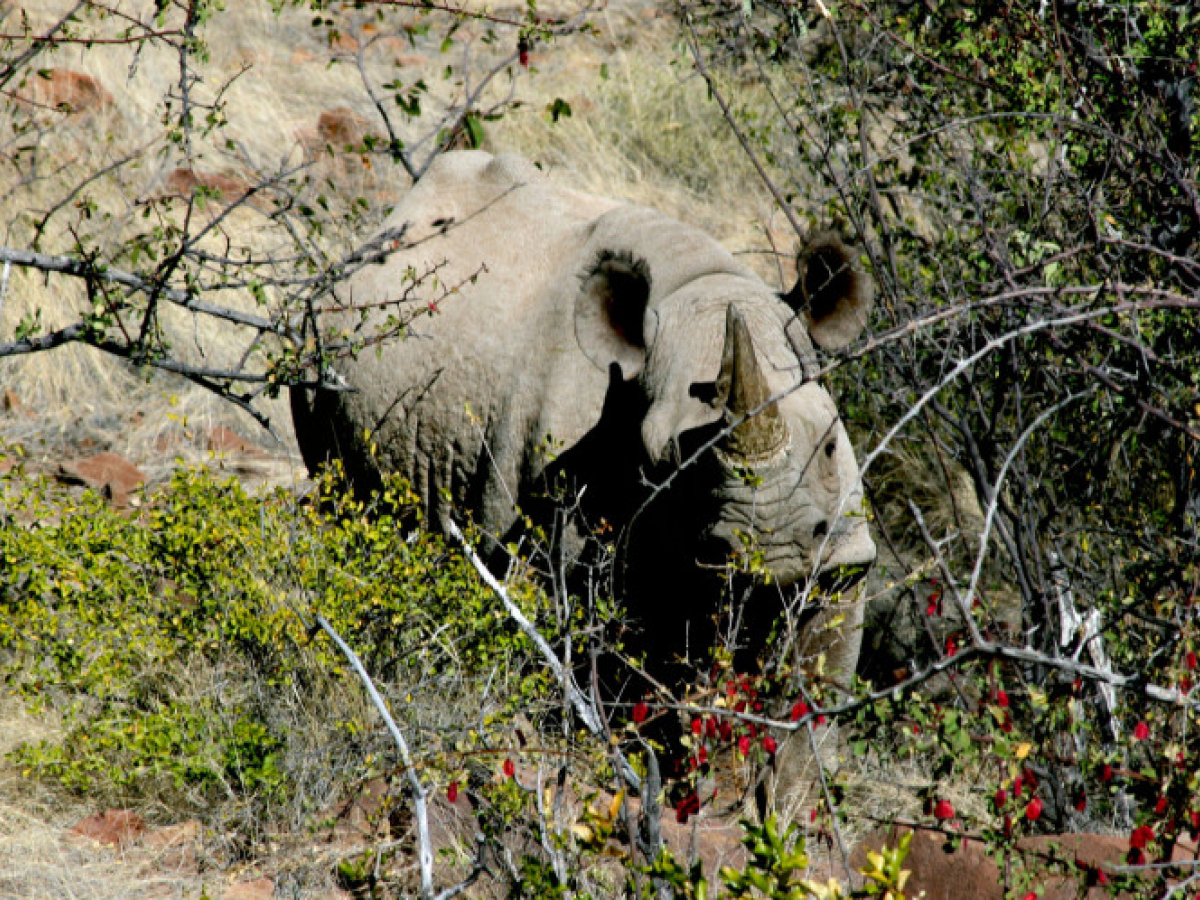 Zwarte neushoorn in Grootberg, Namibië - Undiscovered