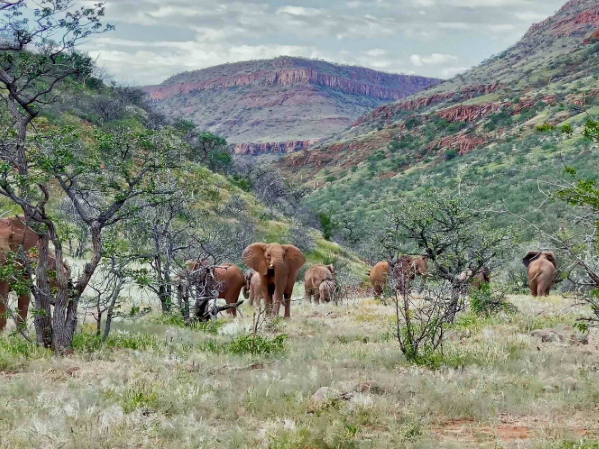 Oliftanten in Grootberg, Namibië - Undiscovered