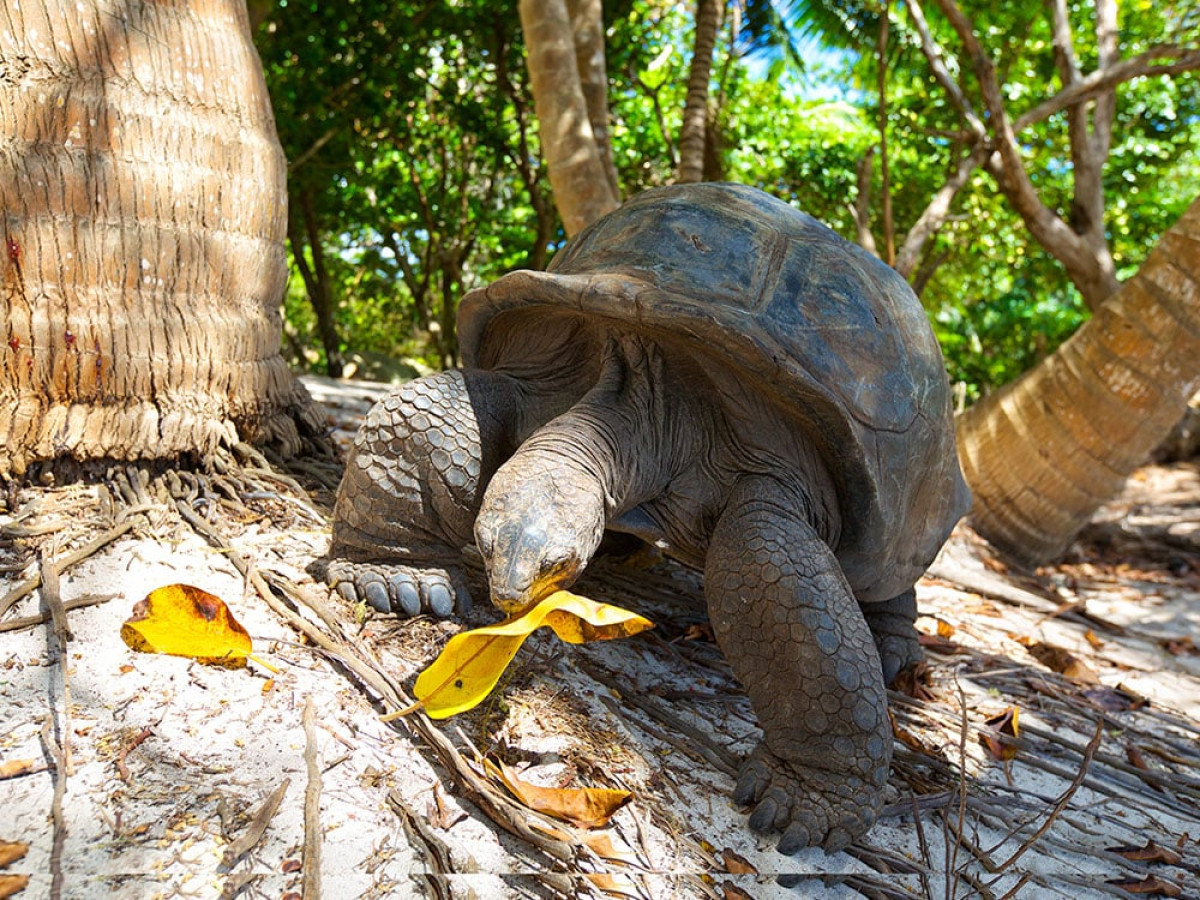 Aldabra Turtle Seychellen - Undiscovered.nl