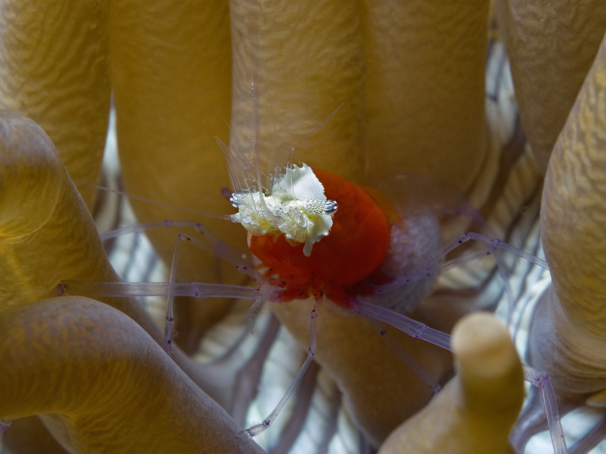 Gangga, Oost-Indonesië - Undiscovered.nl