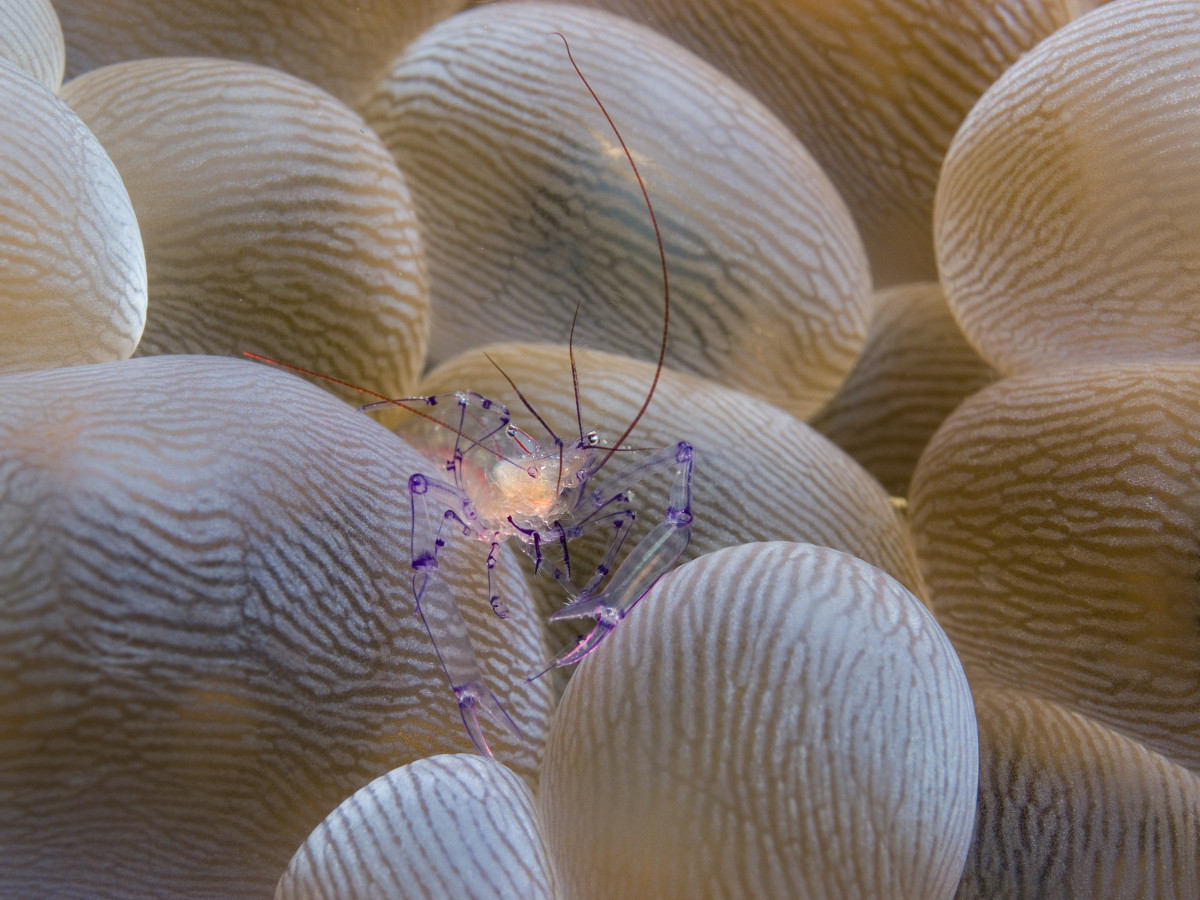 Doorzichtige garnaal, Gangga Divers, Oost-Indonesië - Undiscovered.nl