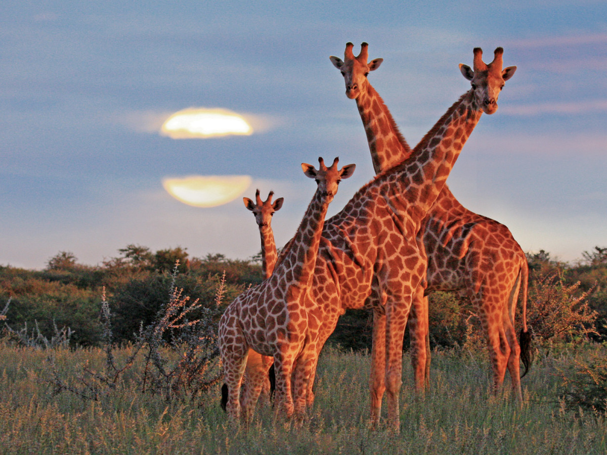 Giraffen in Namibië - Undiscovered.nl