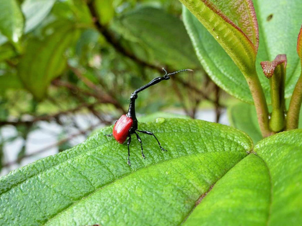 Trachelophorus giraffa in Madagascar - Undiscovered.nl