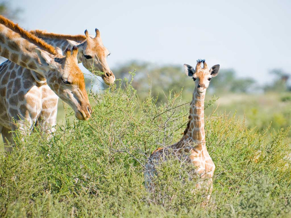Giraffes in Namibië - Undiscovered.nl