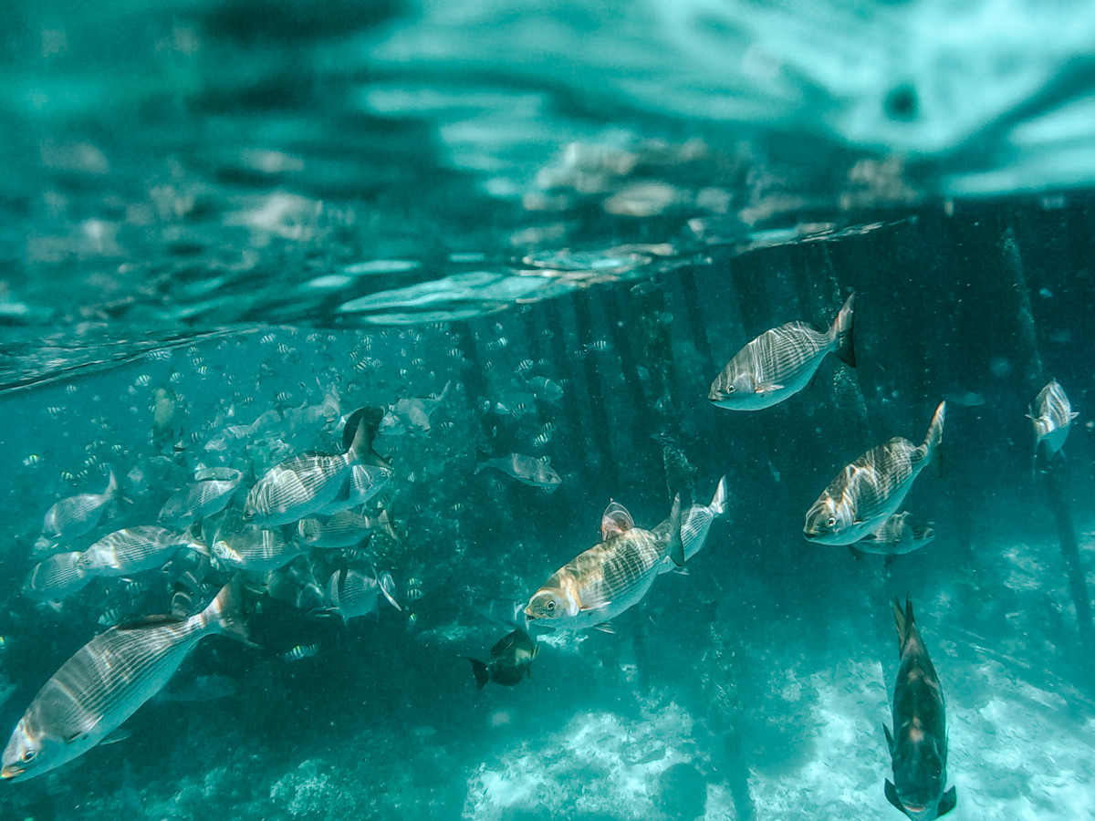 Vissen in Raja Ampat, Oost-Indonesië - Undiscovered.nl