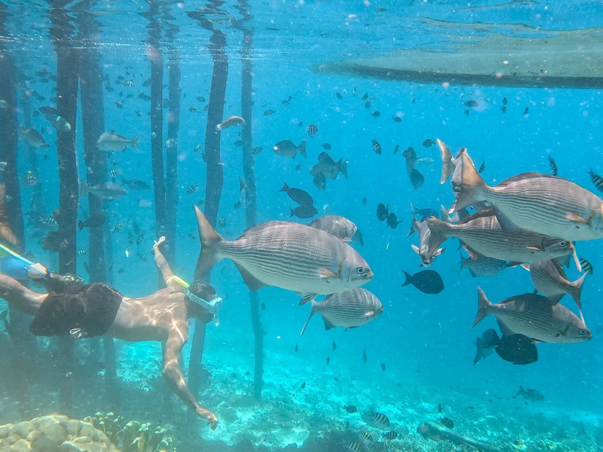 Snorkelen bij Yenbuba Jetty in Raja Ampat, Oost-Indonesië - Undiscovered.nl