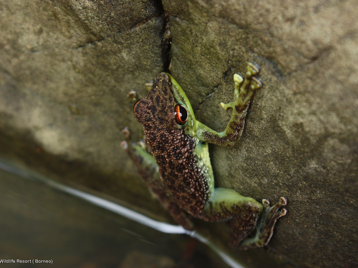 Green spotted frog, Tabin Wildlife Reserve, Borneo - Undiscovered.nl