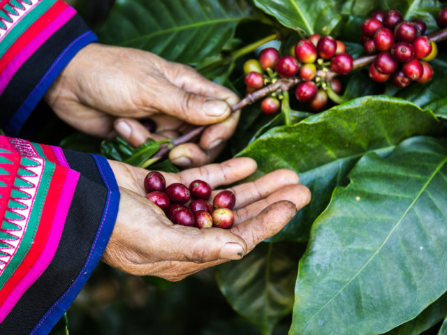 Koffiebonen in Guatemala - Undiscovered.nl