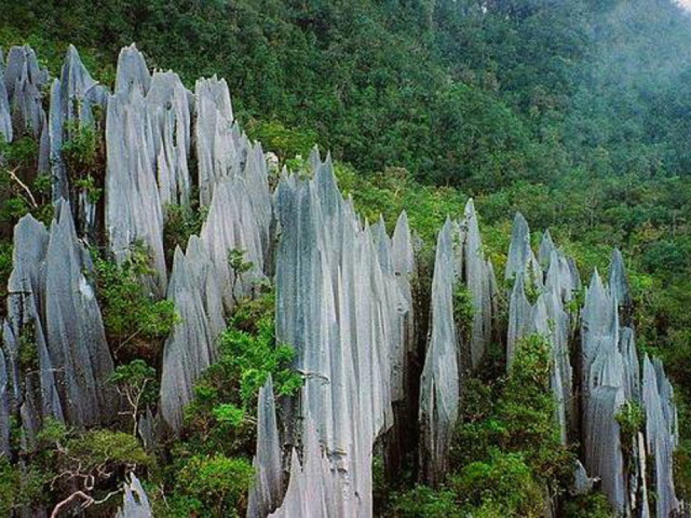Borneo Gunung Mulu National Park - Undiscovered.nl