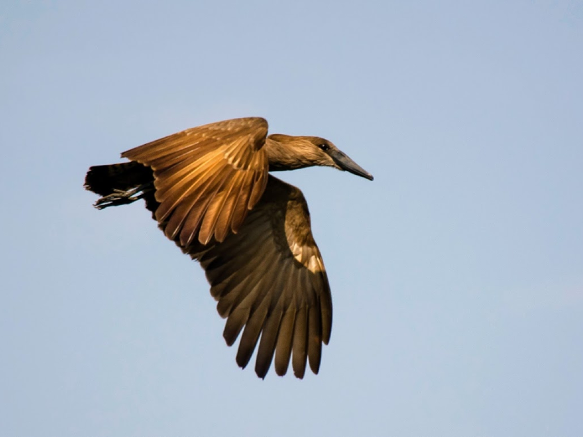 Hamerkop vogel - Undiscovered.nl