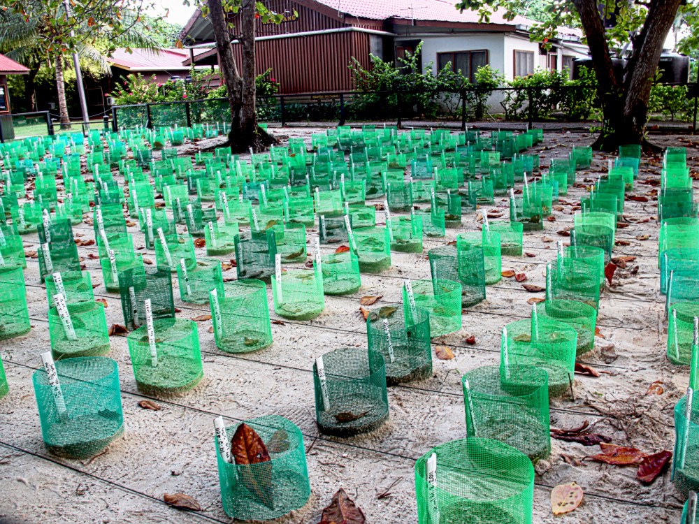 Turtle Island National Park, Borneo - Undiscovered.nl