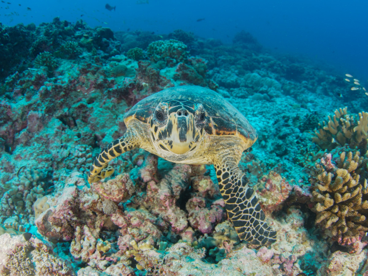 Schildpad - Undiscovered.nl