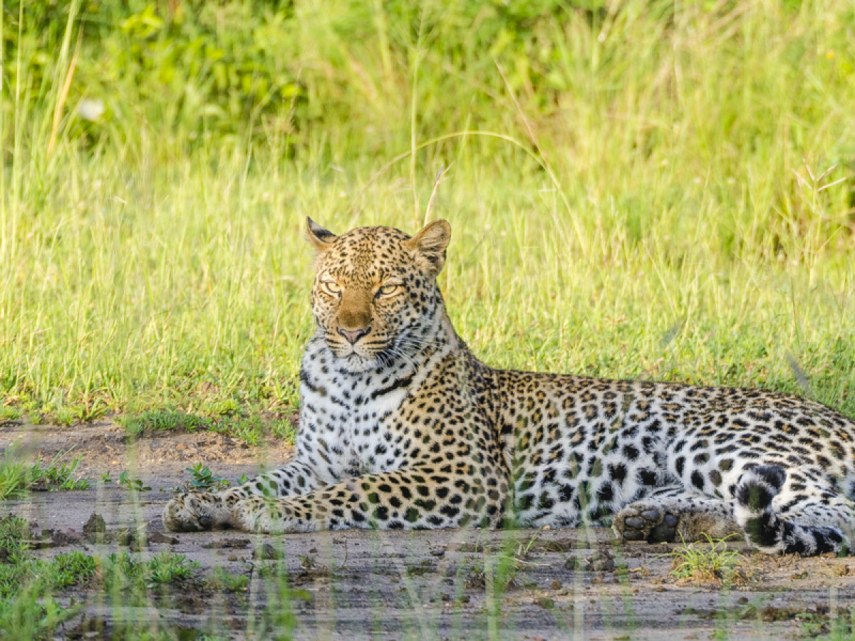 Luipaard in Queen Elizabeth National Park, Oeganda - Undiscovered.nl