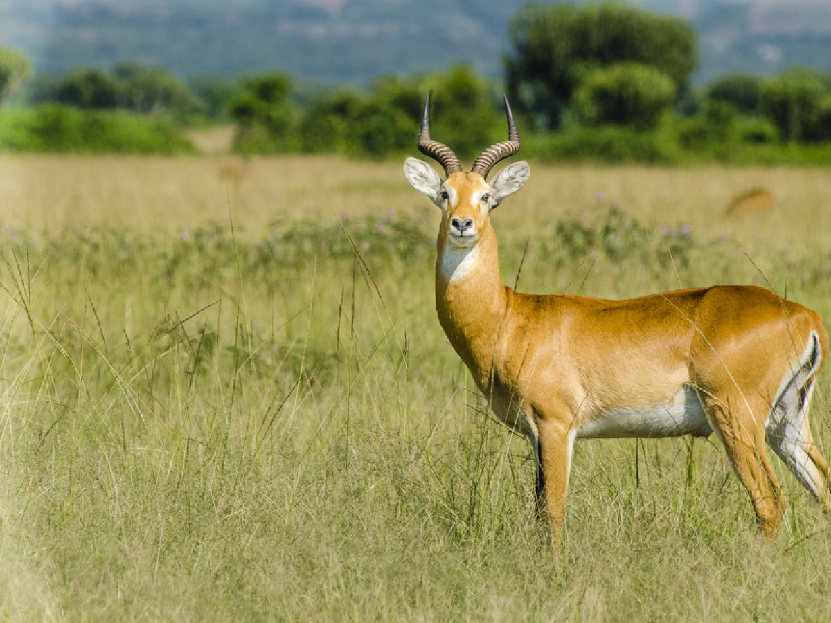 Queen Elizabeth National Park, Oeganda - Undiscovered.nl