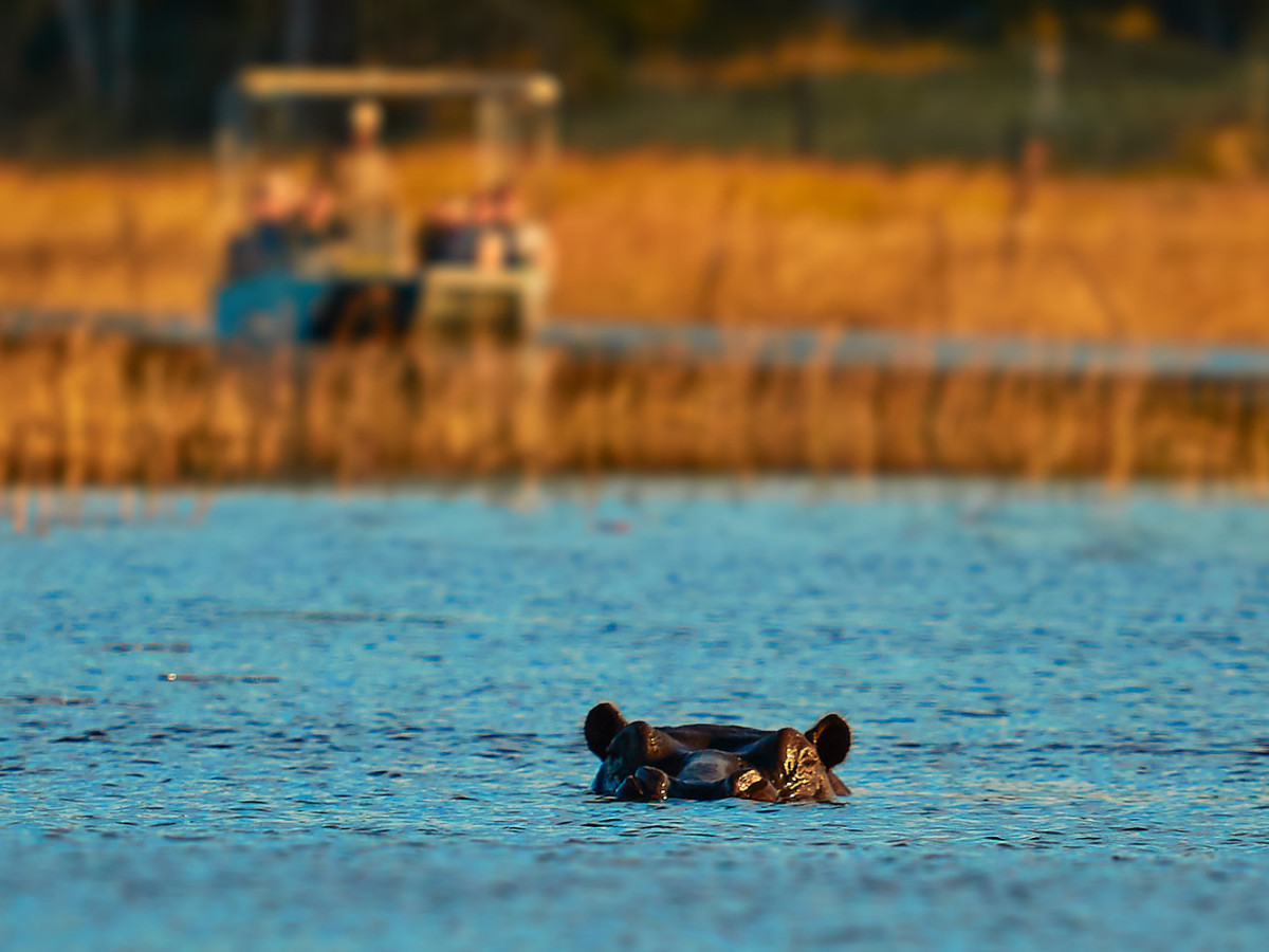 Nijlpaard in het water, Botswana - Undiscovered.nl
