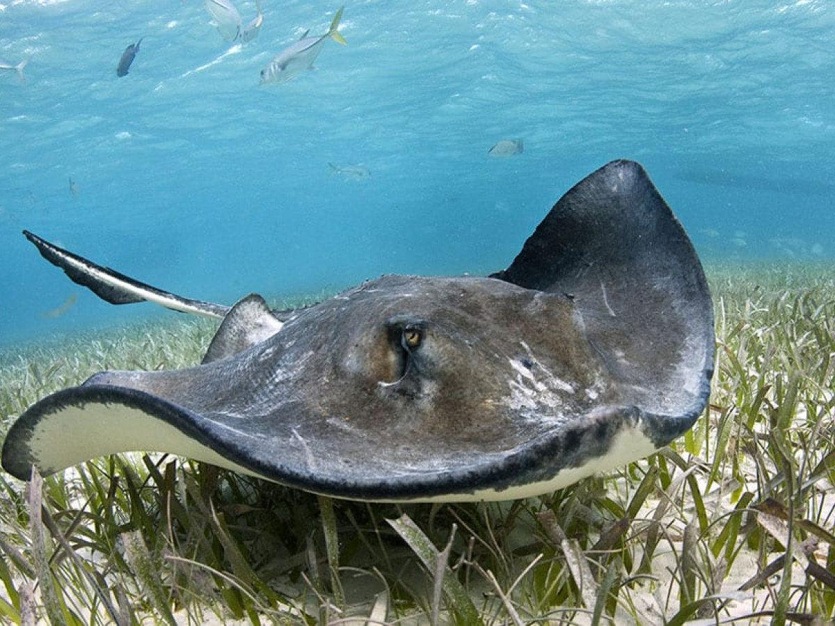 Pijlstaartrog - Undiscovered.nl