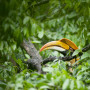 Neushoornvogel in Borneo - Undiscovered.nl