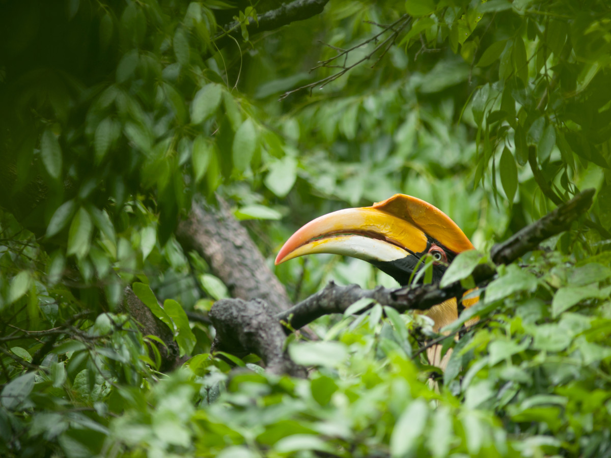 Neushoornvogel in Borneo - Undiscovered.nl