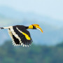 Vliegende Hornbill, Borneo - Undiscovered.nl