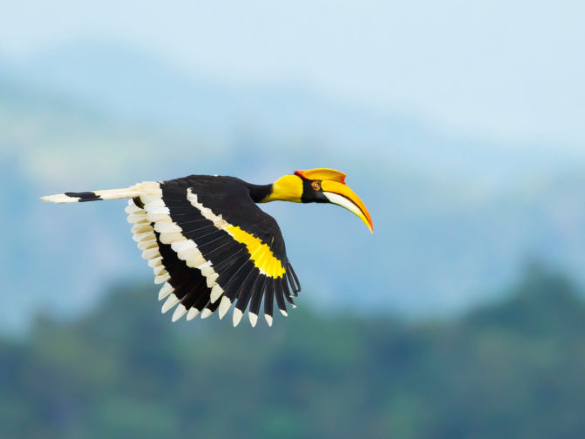 Vliegende Hornbill, Borneo - Undiscovered.nl