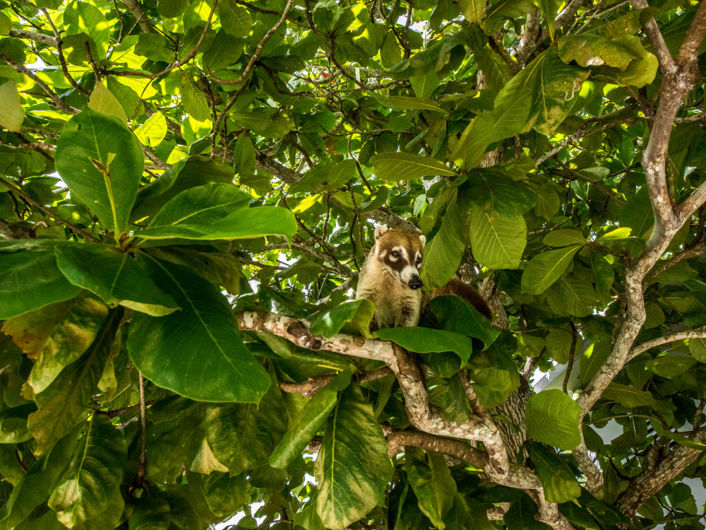 Wildleven in Guatemala - Undiscovered.nl