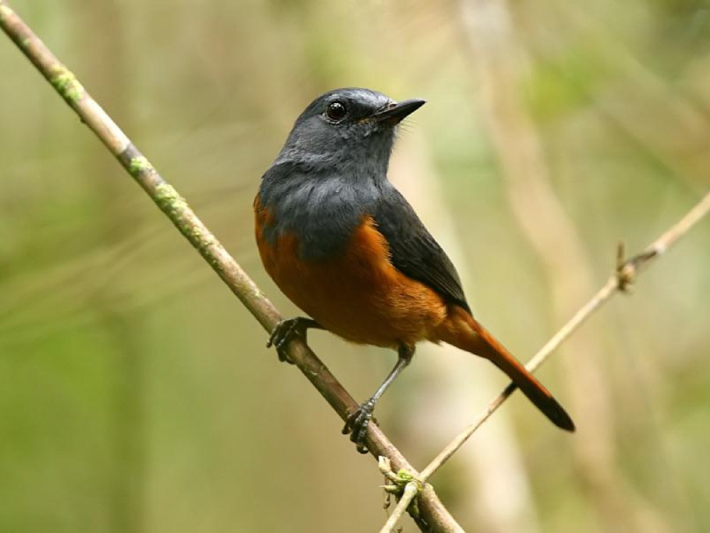 Vogel in Madagascar - Undiscovered.nl