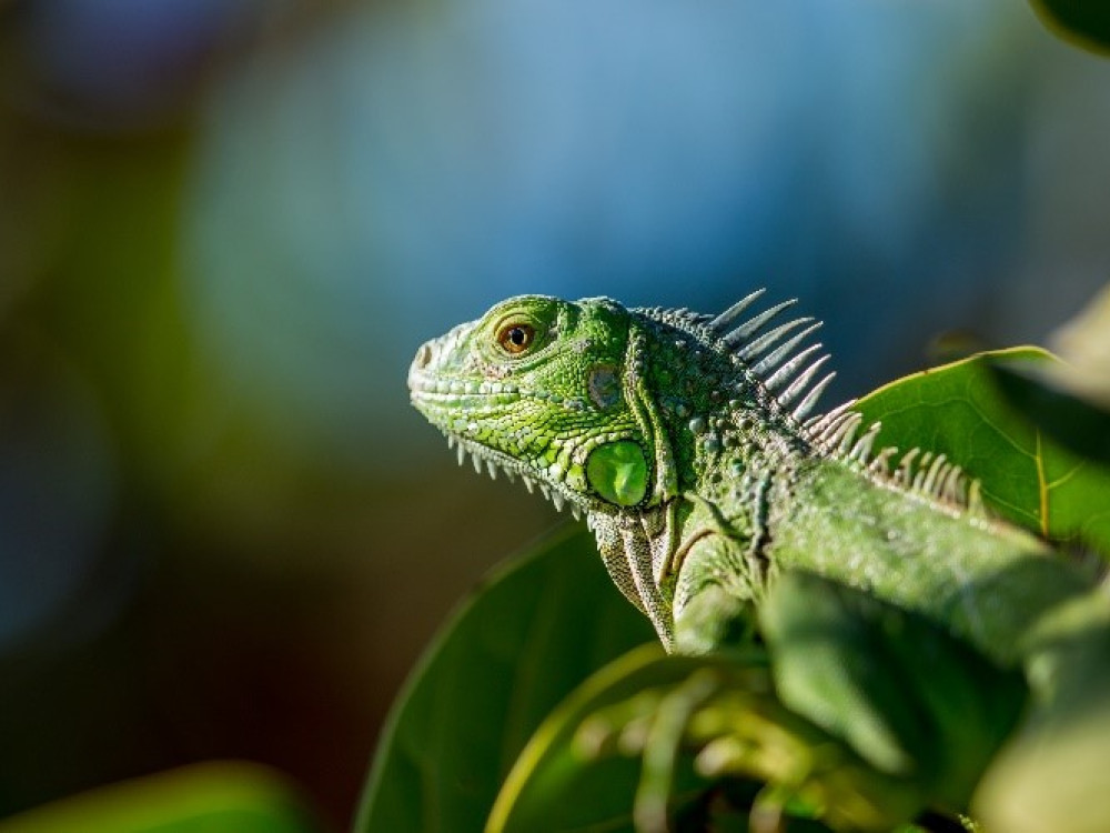 Iguana in Belize - Undiscovered.nl