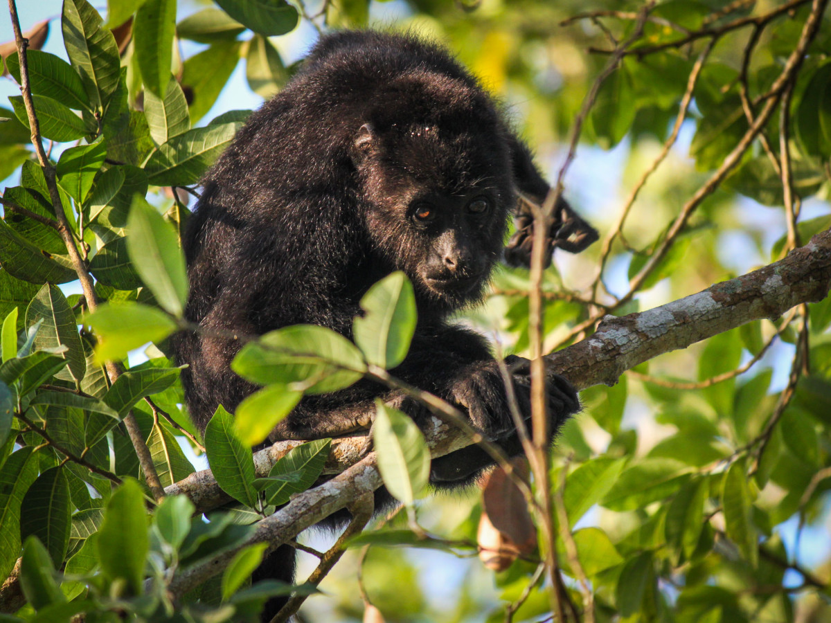 Slingeraap in Belize - Undiscoverd.nl