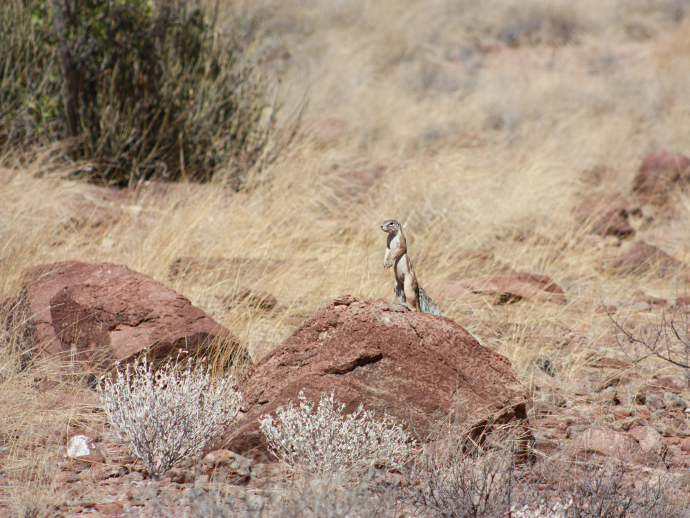 Stokstaartje in Namibië - Undiscovered.nl