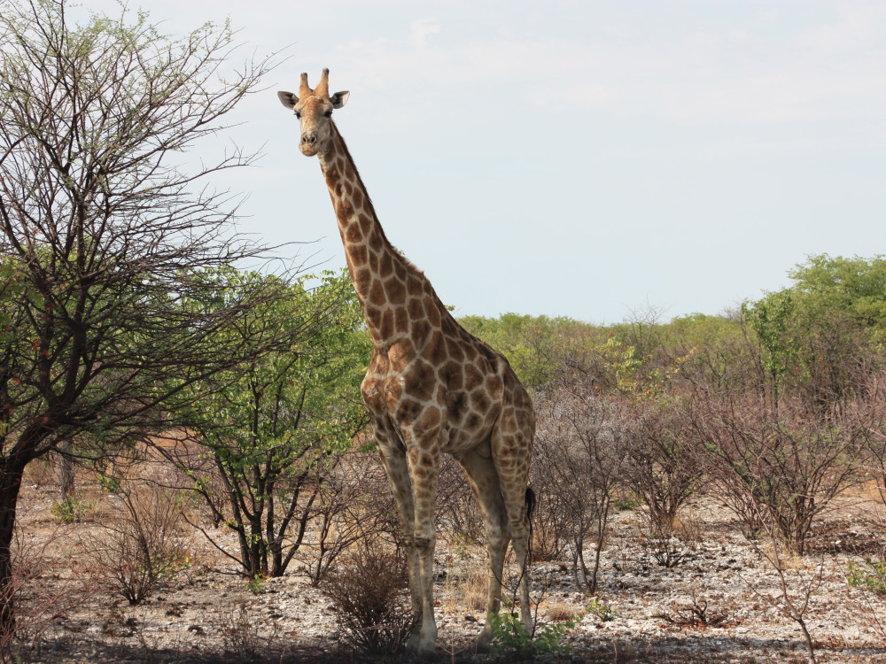 Giraf in Namibië - Undiscovered.nl