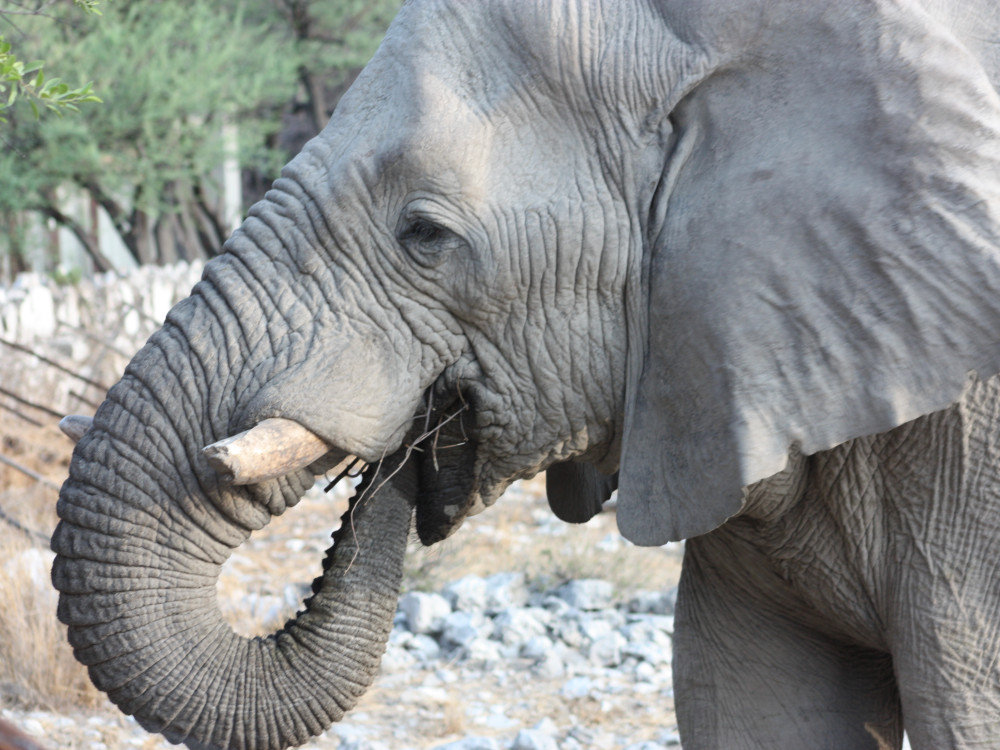 Olifant in Namibië - Undiscovered.nl