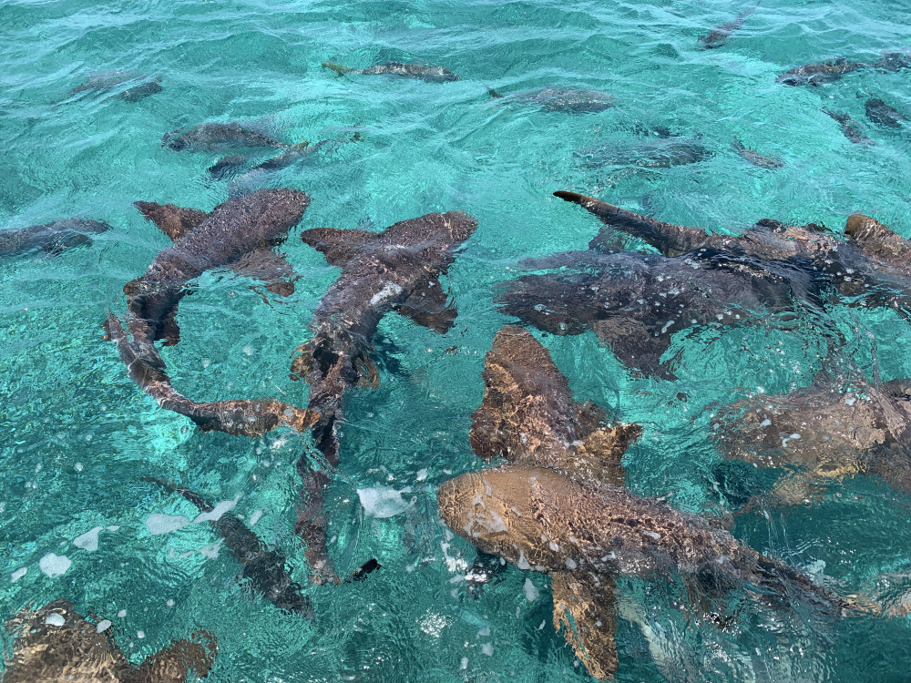 Shark Ray Ambergris Caye Belize - Undiscovered.nl