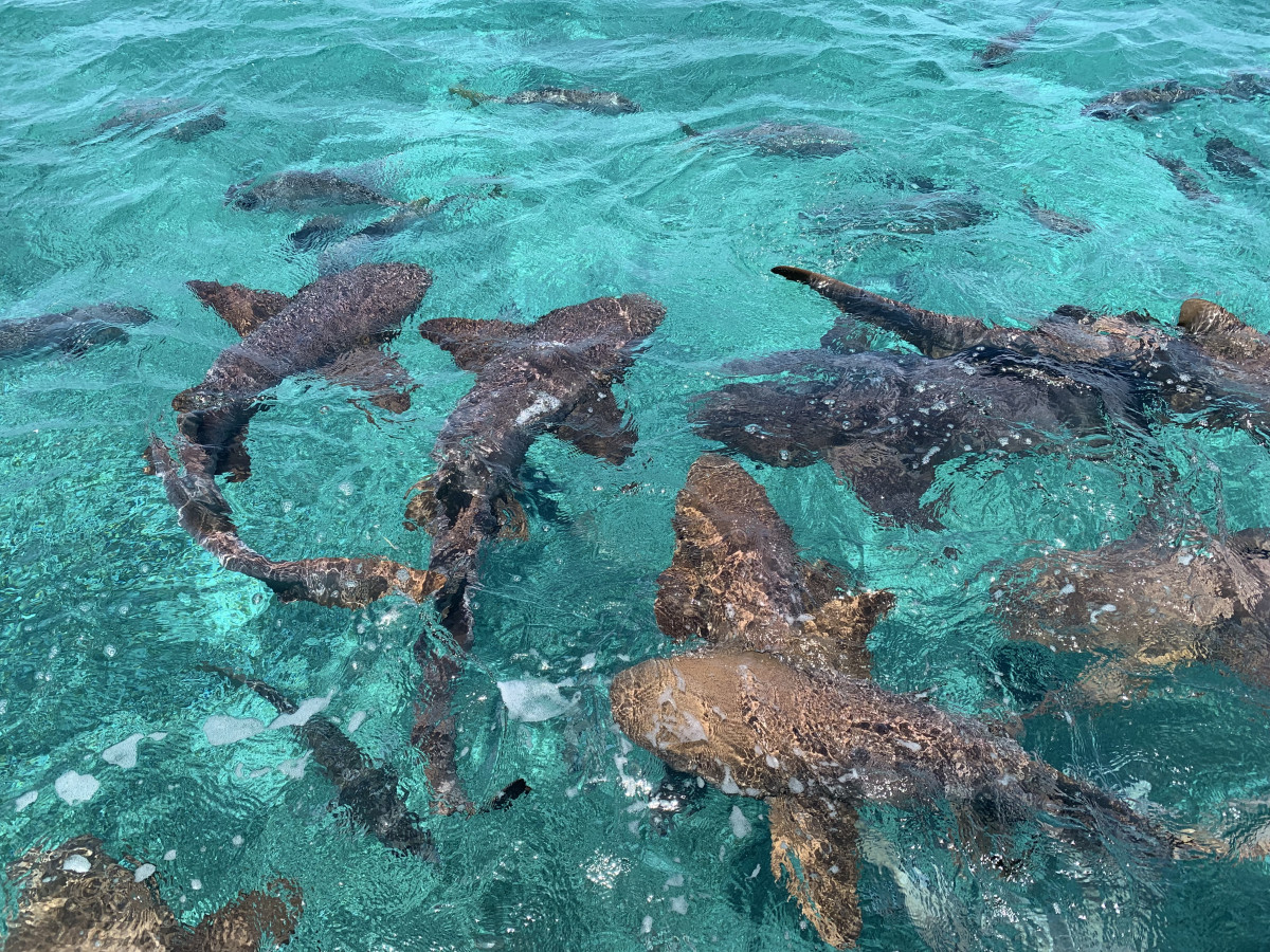 Shark Ray Ambergris Caye Belize - Undiscovered.nl