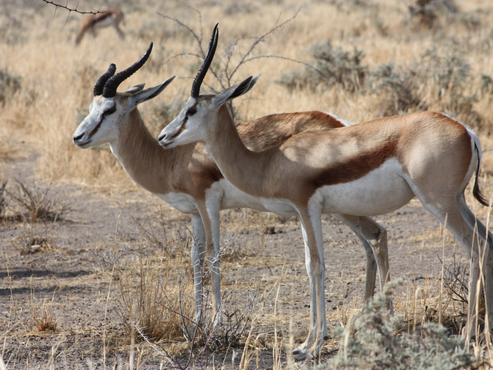 Wildleven in Namibië - Undiscovered.nl