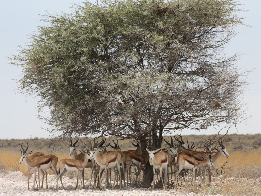 Wildlife in Namibië - Undiscovered.nl