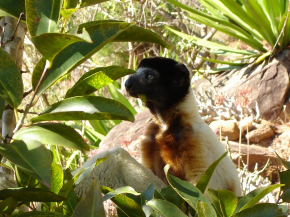 Andasibe National Park, Madagascar - Undiscovered.nl