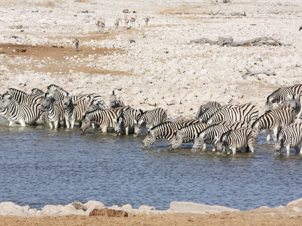 Zebra's bij waterplas, Namibië - Undiscovered.nl