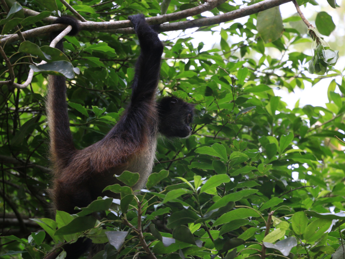 Slingeraap in Guatemala - Undiscovered.nl