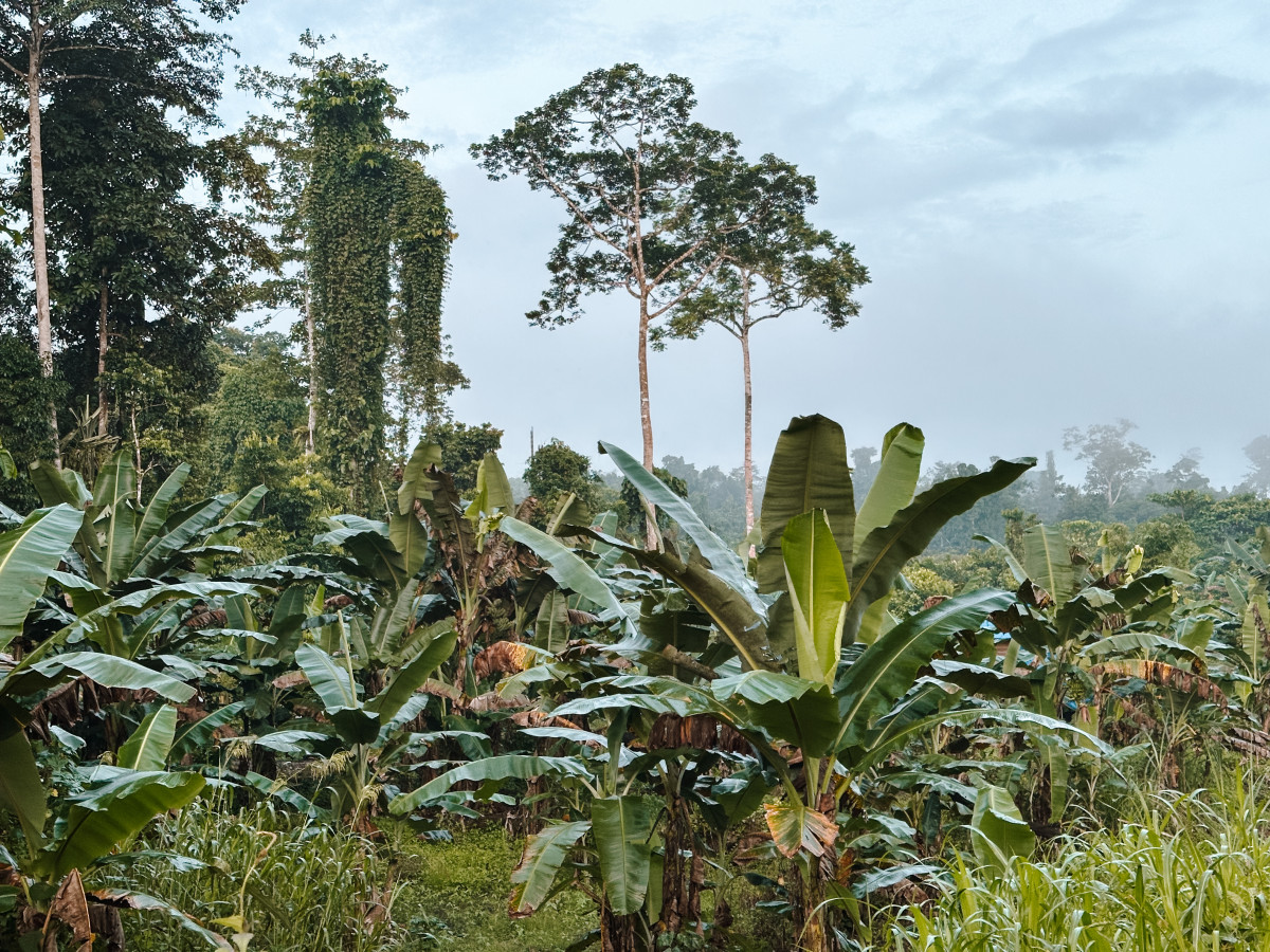 Jungle in Malasigi, West-Papoea - Undiscovered.nl