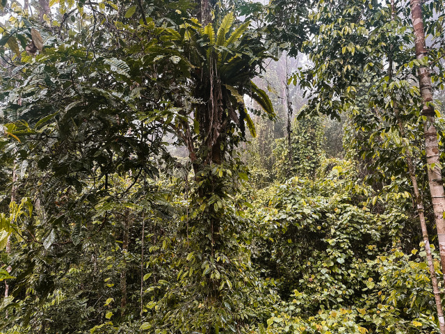 Jungle in Malasigi, West-Papoea - Undiscovered.nl