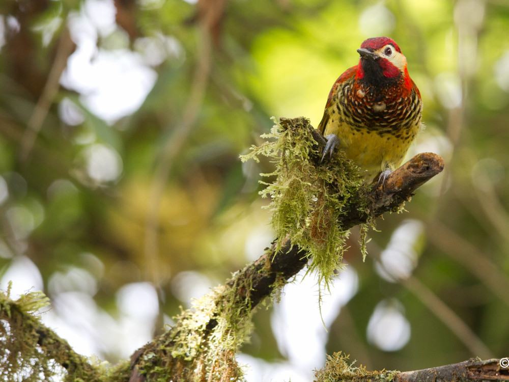 Vogelspotten in Ecuador - Undiscovered.nl