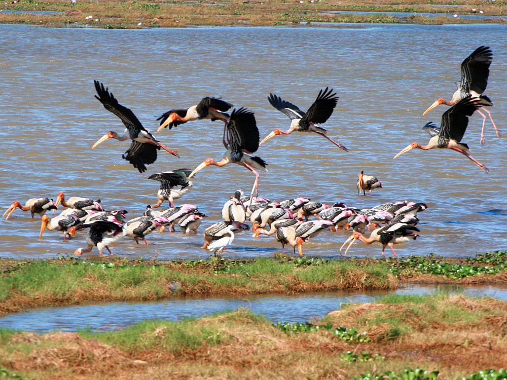 Vogels spotten in Sri Lanka - Undiscovered.nl