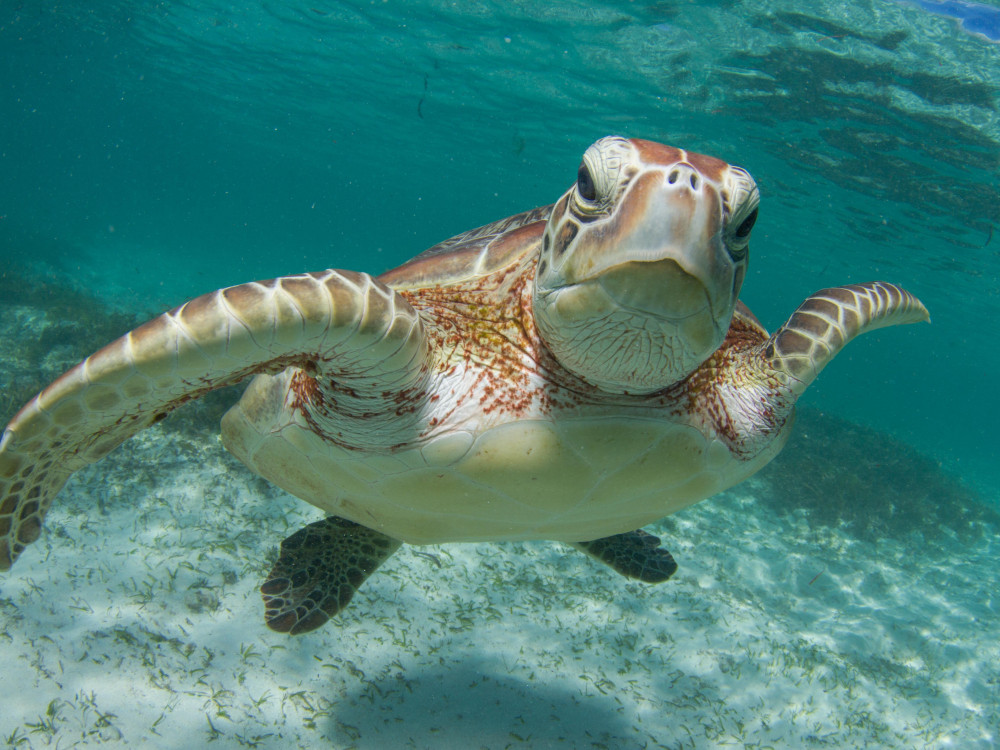 Schildpad - Undiscovered.nl