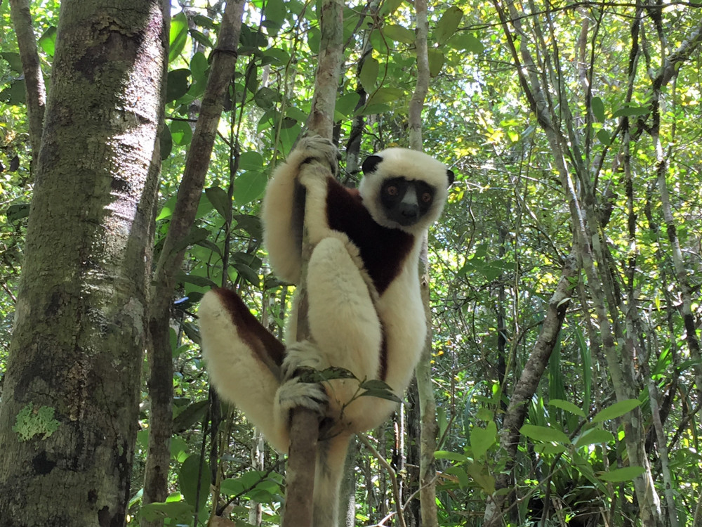 Lemur in Ankanin'ny Nofy, Madagascar - Undiscovered.nl