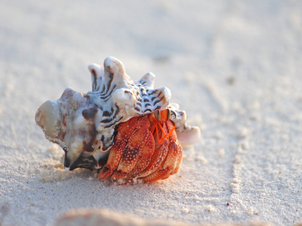 Aldabra Atoll Seychellen - Undiscovered.nl
