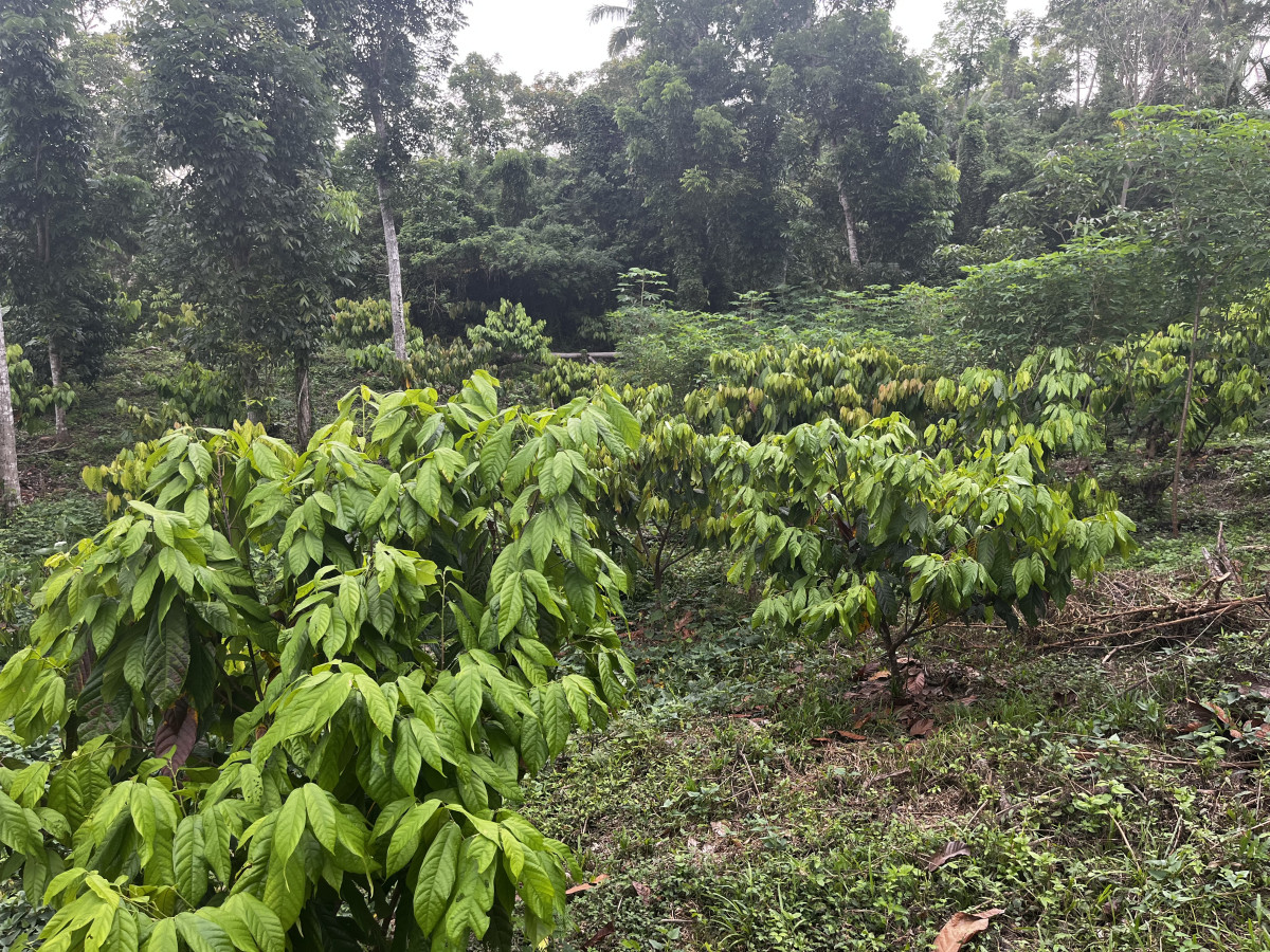 Lasang Cacao Farm Bohol - Undiscovered.nl