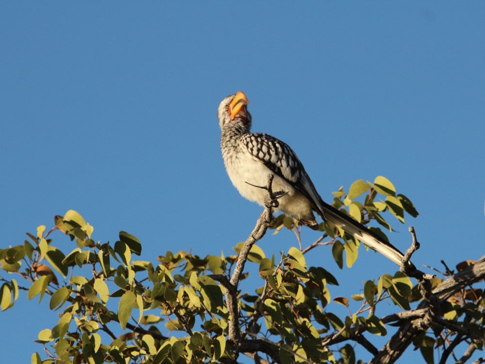 Etosha Namibië - Undiscovered.nl